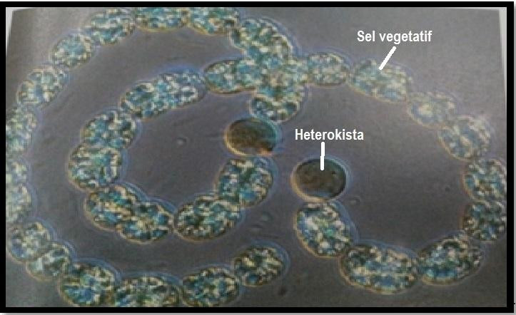 Anabaena sp